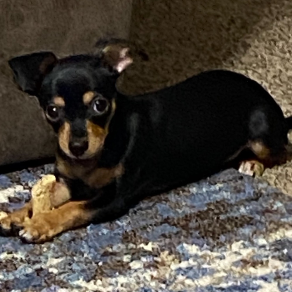 Meet your Posher, Karen